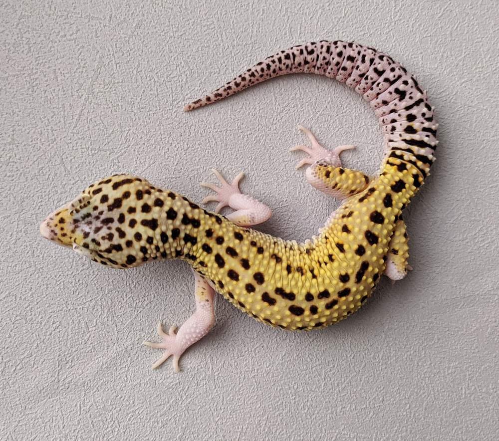 Leopard gecko Breeder Eublepharis macularius 