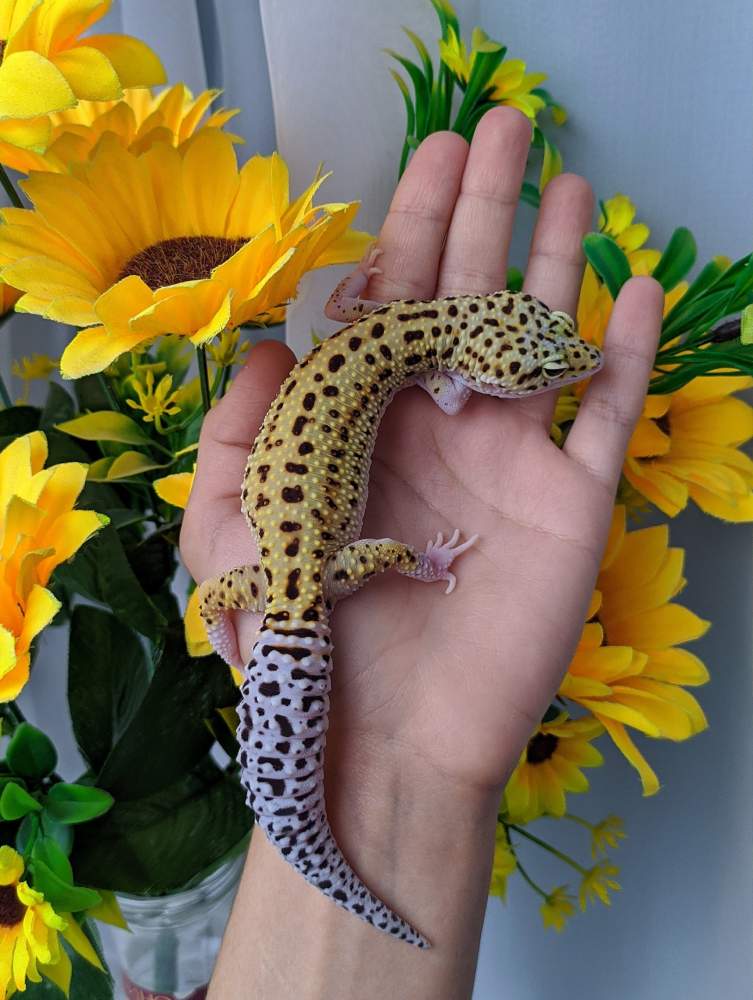 Leopard gecko Breeder Eublepharis macularius 