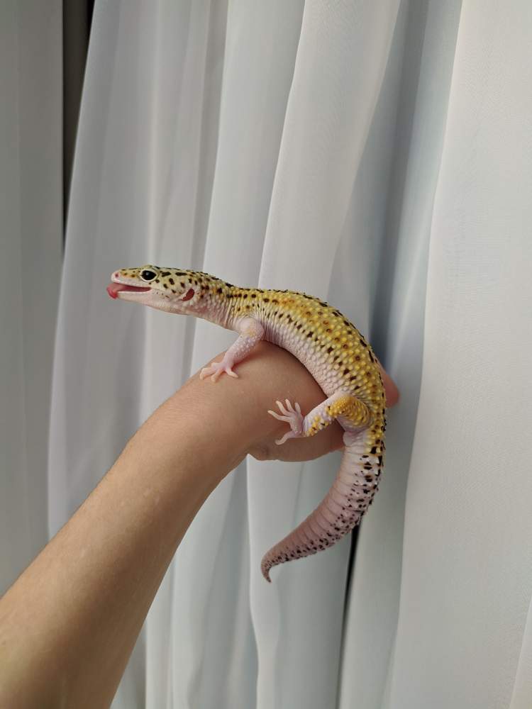 Leopard gecko Breeder Eublepharis macularius 