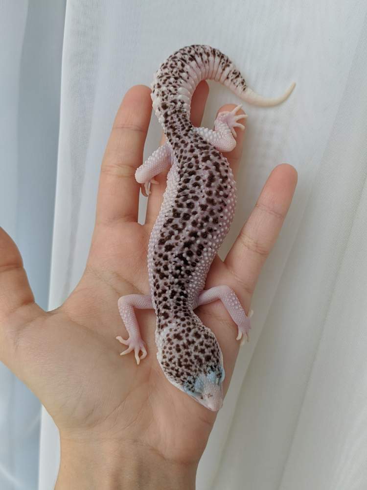 Leopard gecko Breeder Eublepharis macularius 