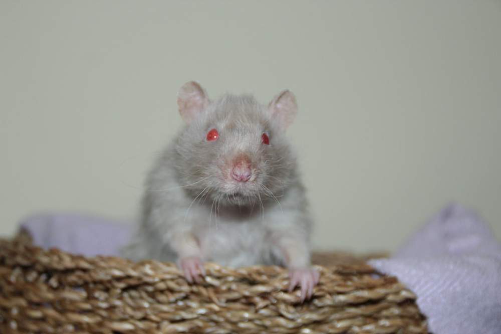 Fancy rat Pet only Rattus norvegicus 