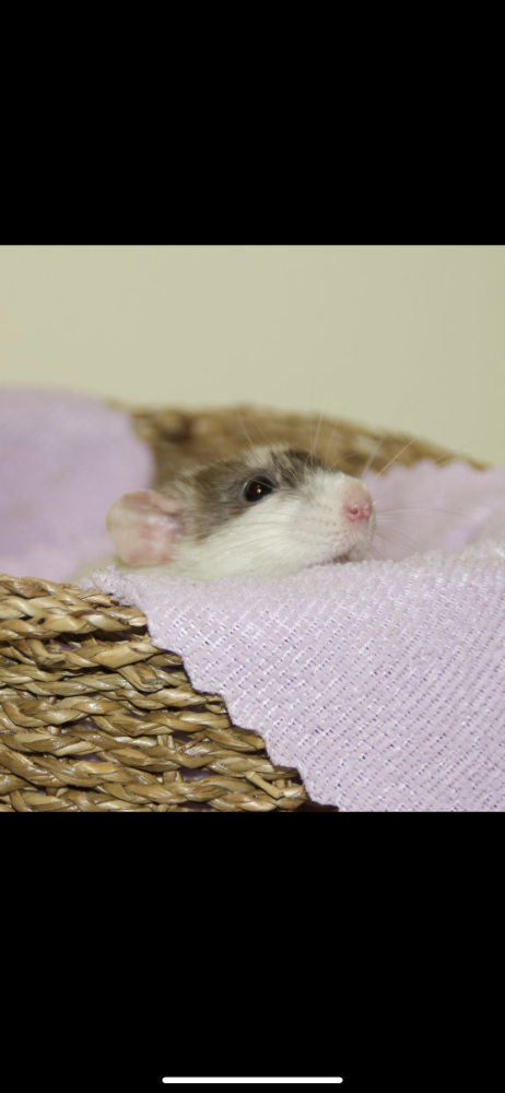 Fancy rat Pet only Rattus norvegicus 