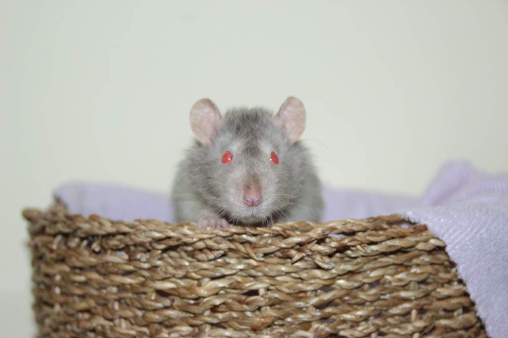 Fancy rat Pet only Rattus norvegicus 