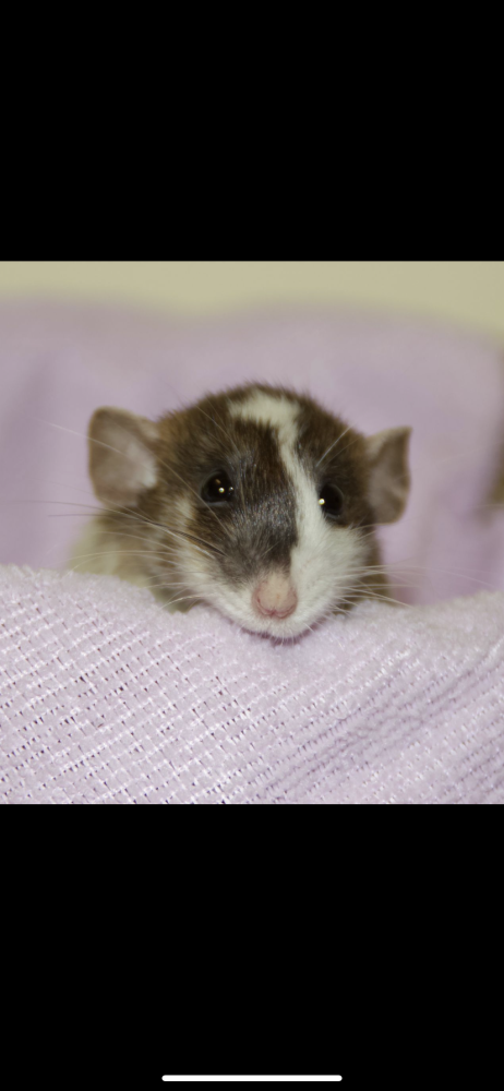 Fancy rat Pet only Rattus norvegicus 