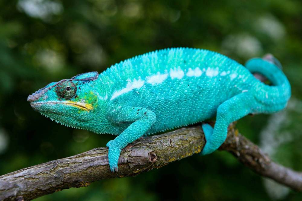 Panther chameleon Pet only Furcifer pardalis 
