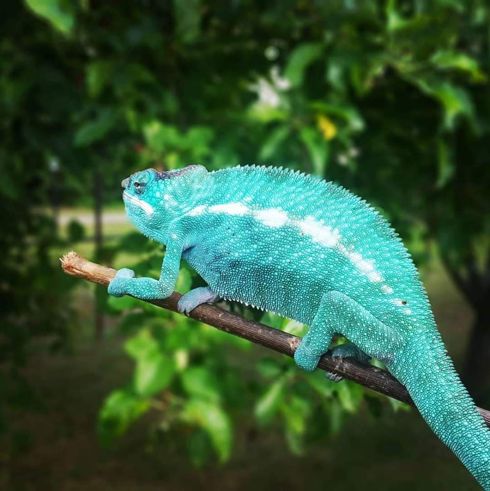 Panther chameleon Pet only Furcifer pardalis 