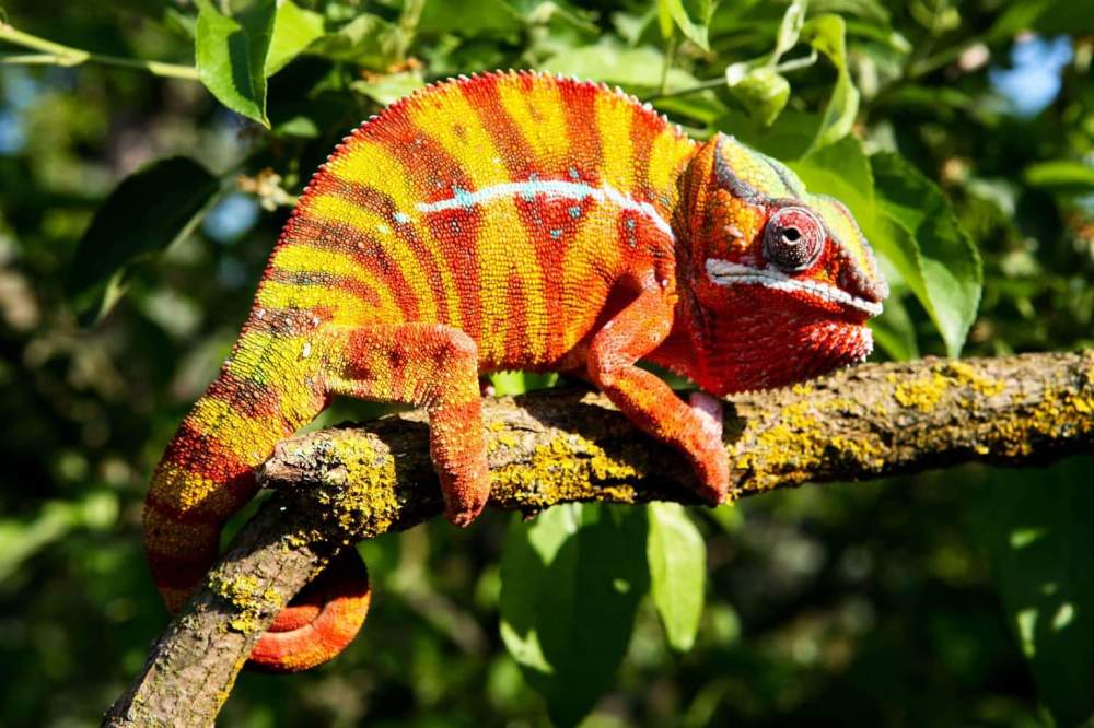 Panther chameleon Pet only Furcifer pardalis 