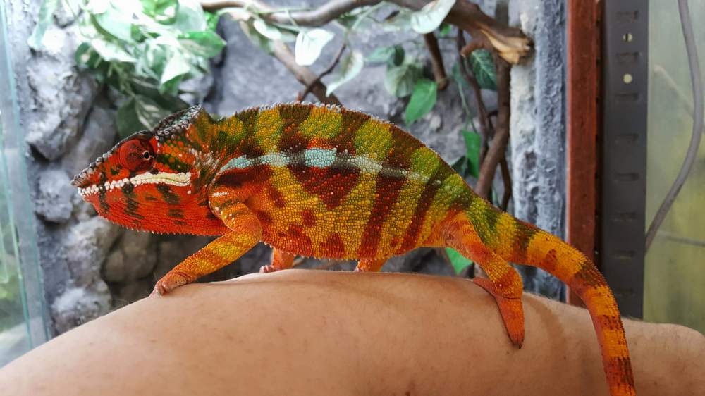 Panther chameleon Deceased Furcifer pardalis 