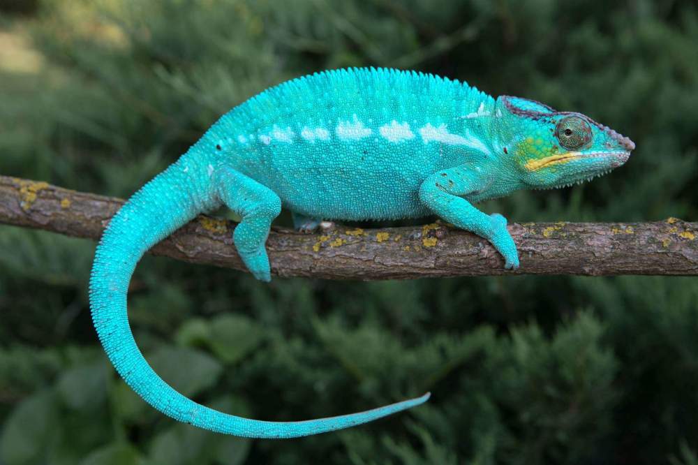 Panther chameleon Deceased Furcifer pardalis 