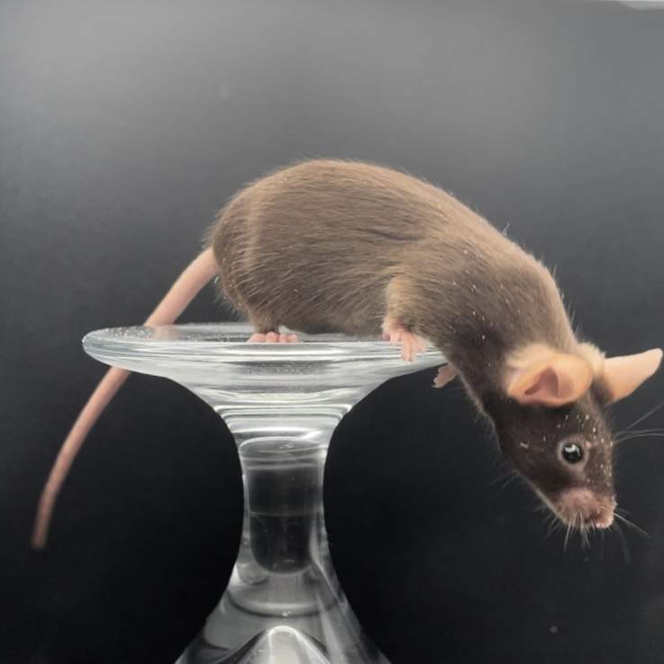Fancy mouse Deceased Mus musculus 