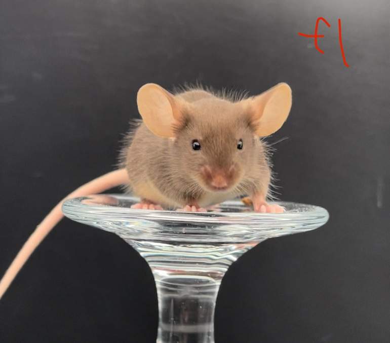 Fancy mouse Breeder Mus musculus 