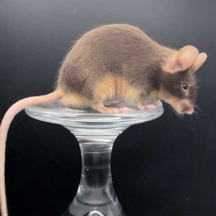 Fancy mouse Retired Mus musculus 