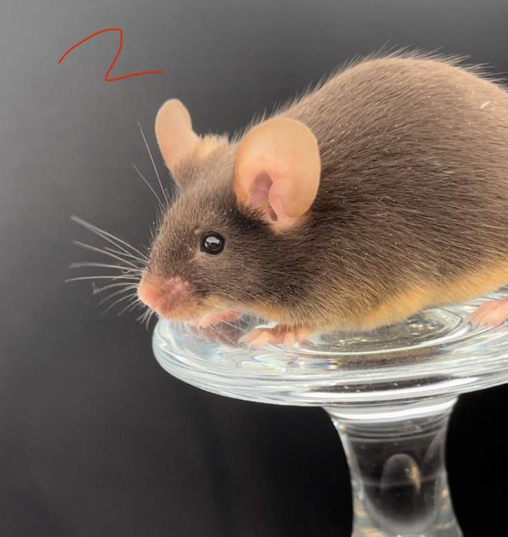Fancy mouse Rehomed Mus musculus 
