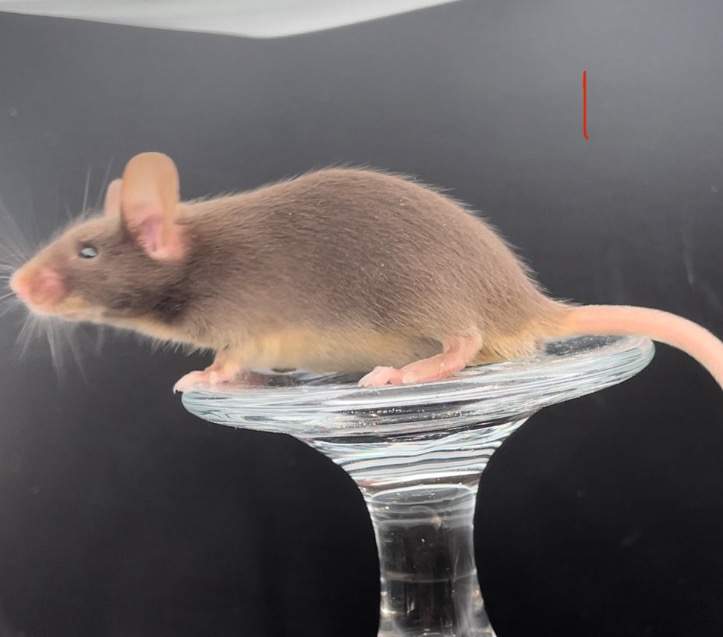Fancy mouse Rehomed Mus musculus 