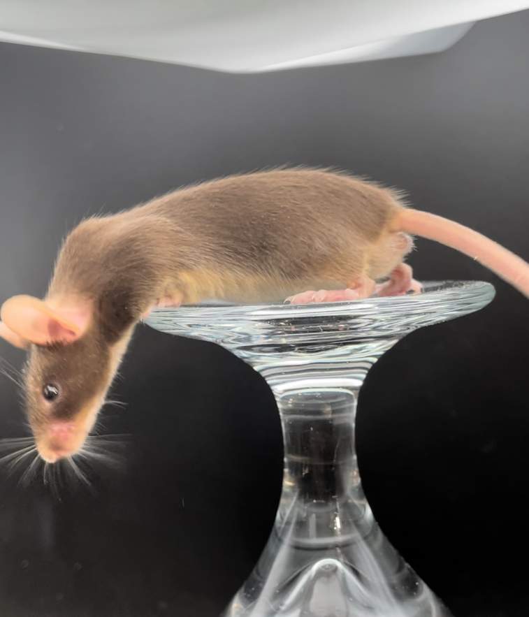 Fancy mouse Rehomed Mus musculus 