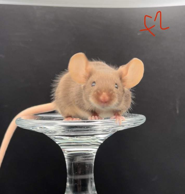 Fancy mouse Breeder Mus musculus 