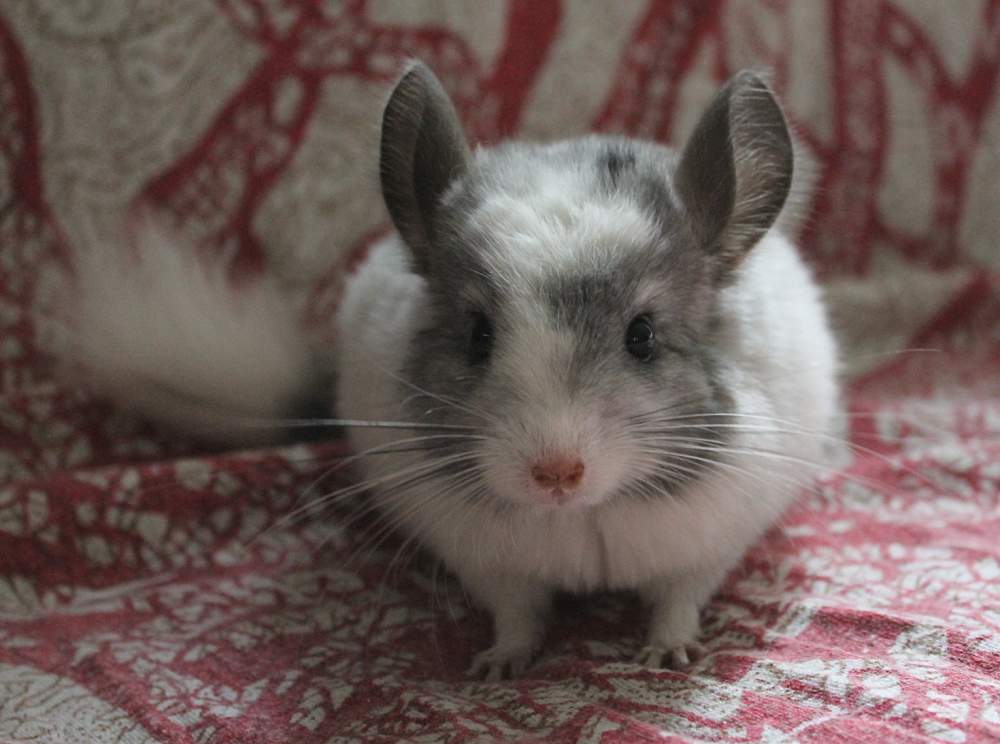 Chinchilla Pet only Chinchilla lanigera 