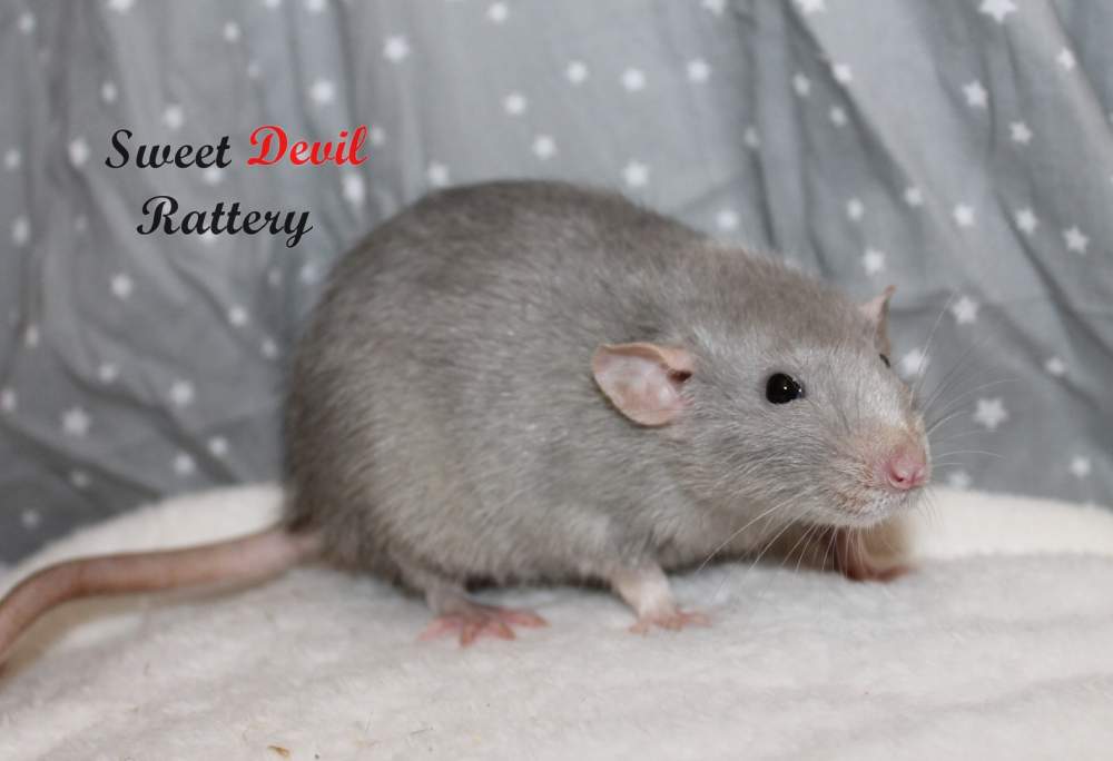 Fancy rat Breeder Rattus norvegicus 