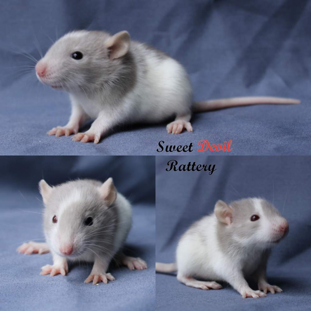 Fancy rat Breeder Rattus norvegicus 