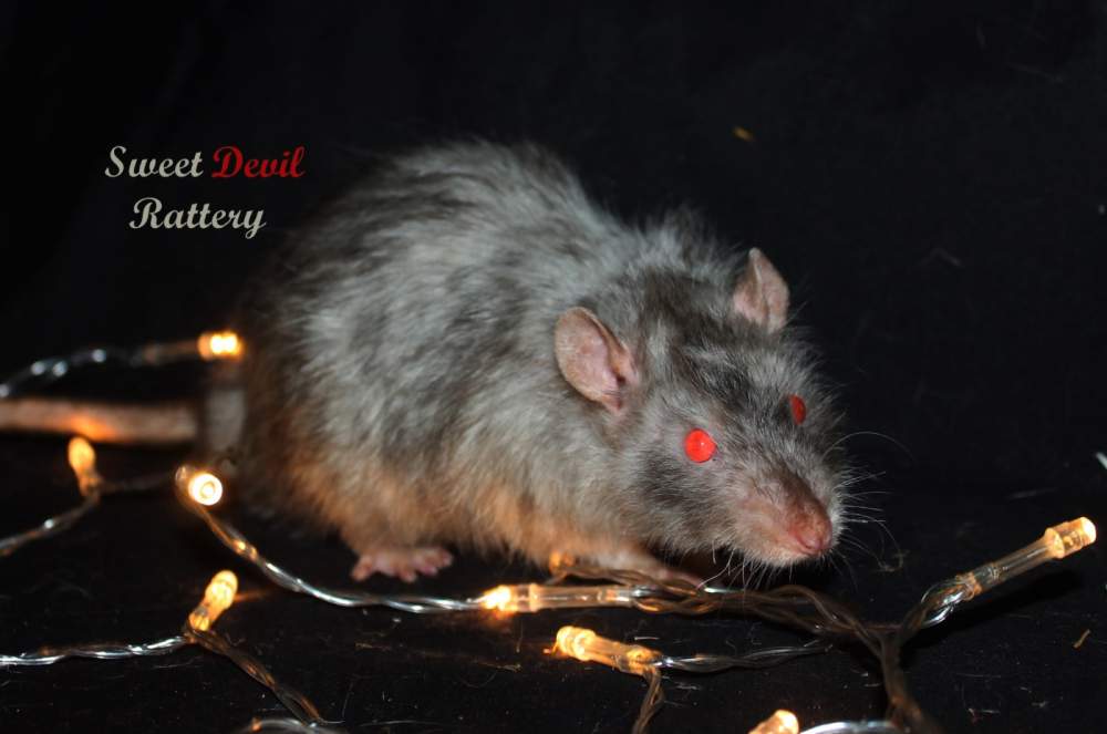 Fancy rat Breeder SDR Noctis 985