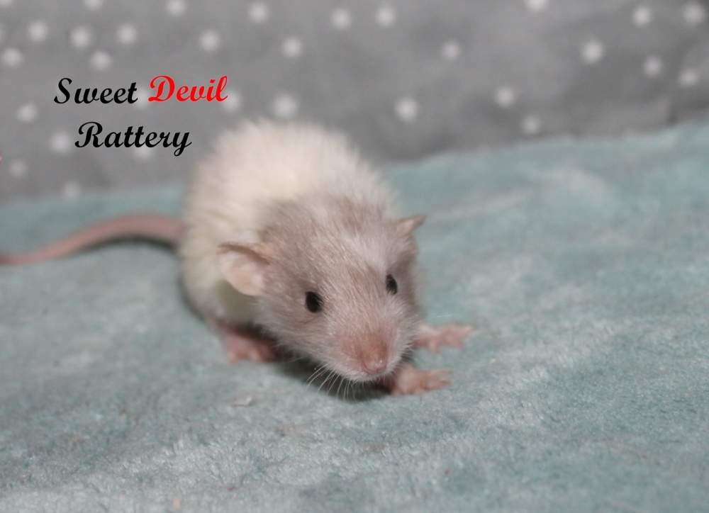 Fancy rat Breeder Rattus norvegicus 