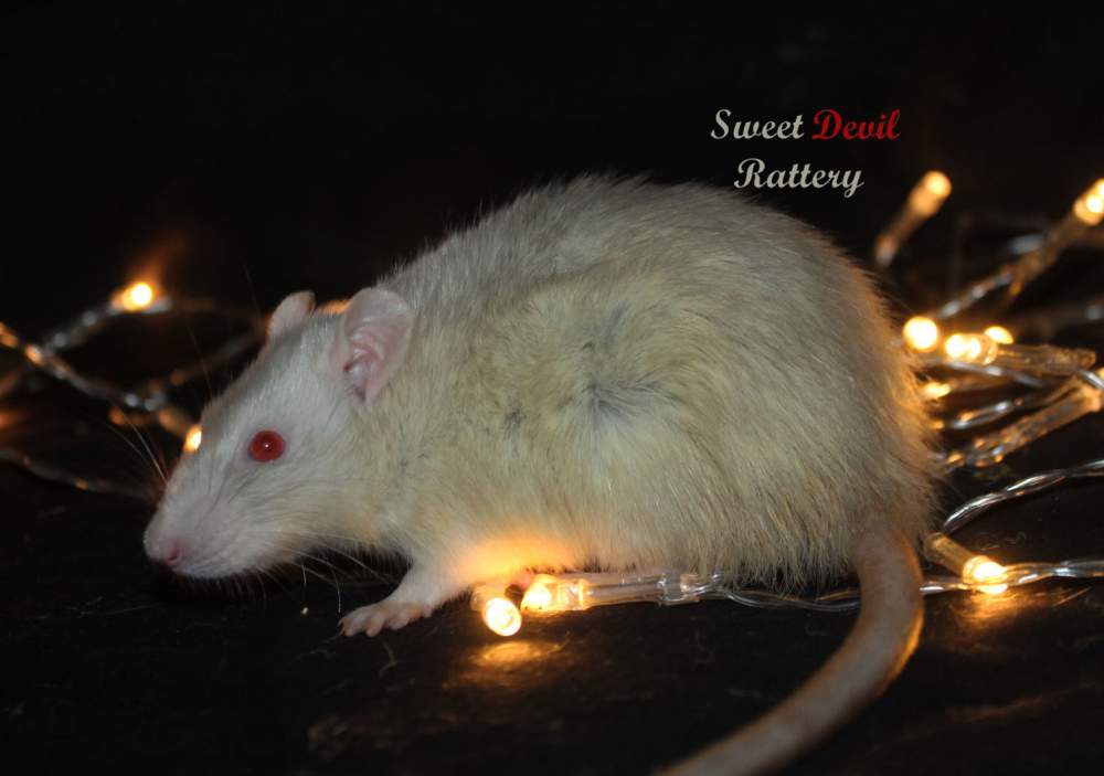 Fancy rat Breeder Rattus norvegicus 