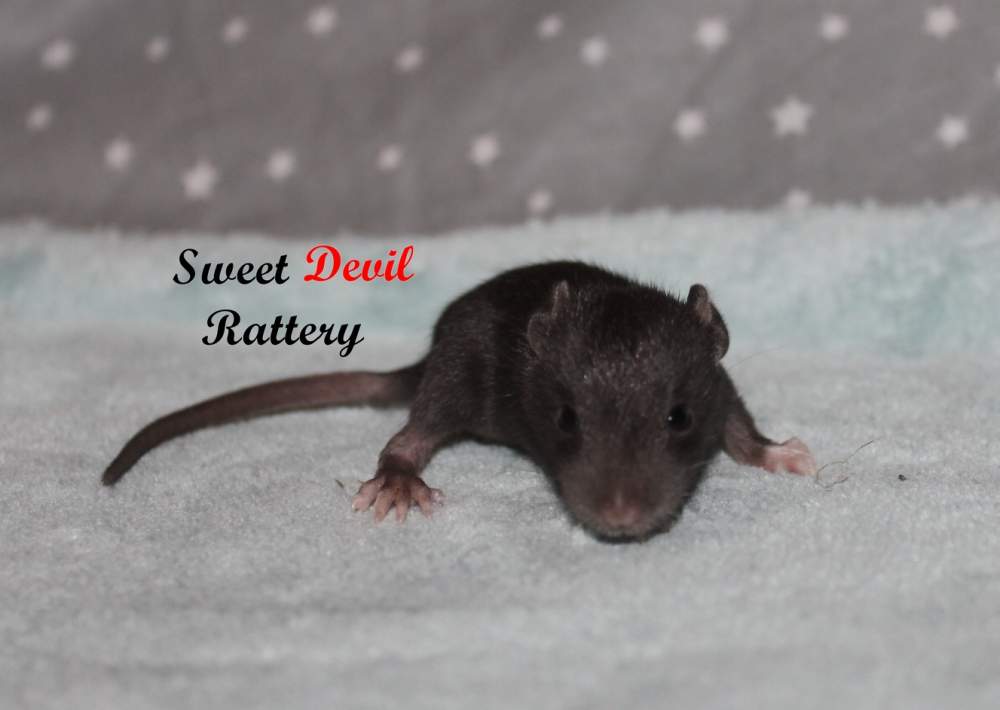 Fancy rat Rehomed Rattus norvegicus 