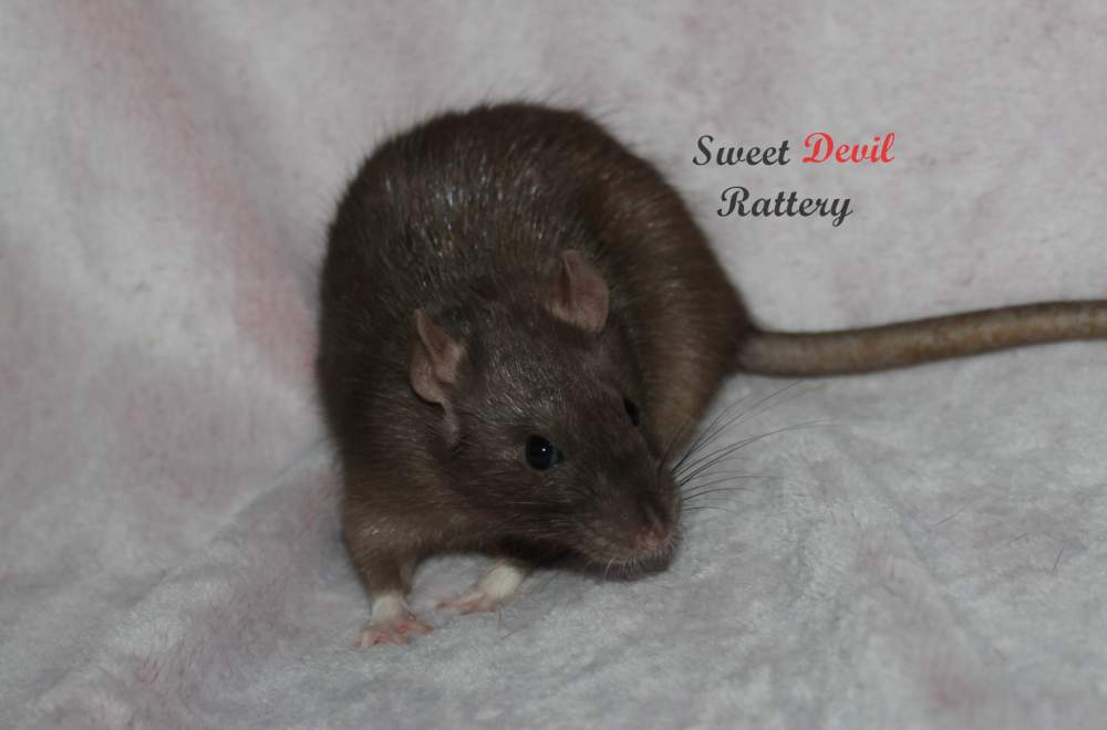 Fancy rat Breeder Rattus norvegicus 