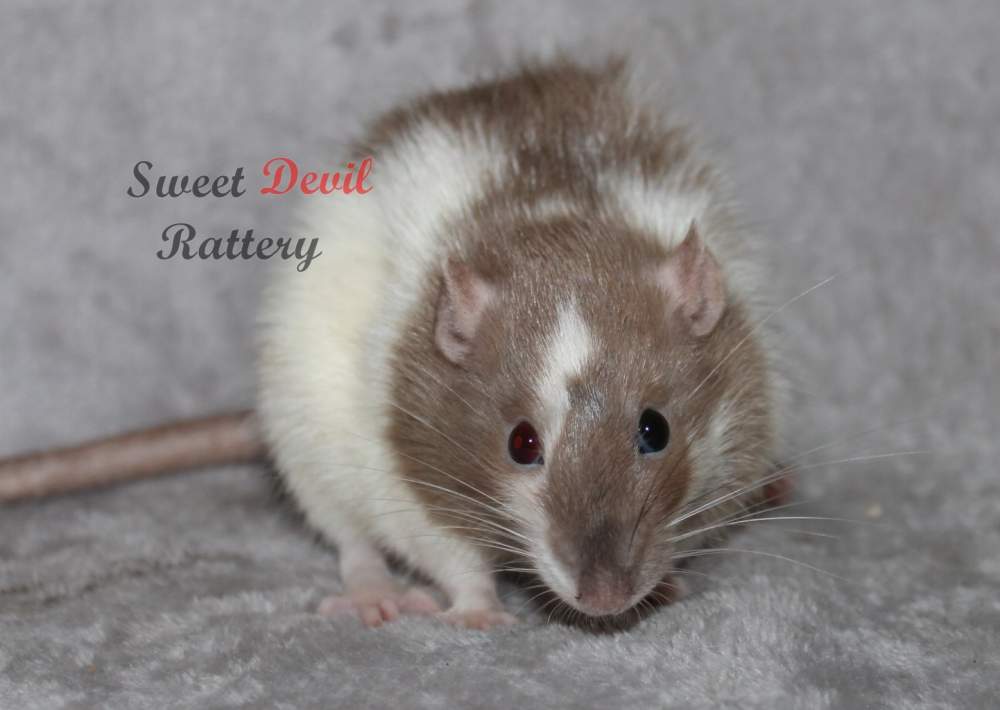 Fancy rat Pet only Rattus norvegicus 