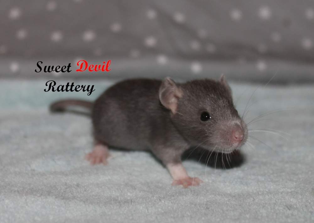 Fancy rat Rehomed Rattus norvegicus 