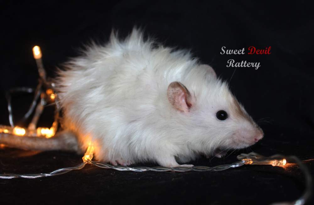 Fancy rat Breeder Rattus norvegicus 