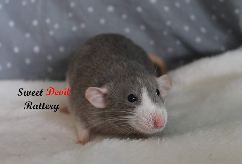 Fancy rat Breeder Rattus norvegicus 