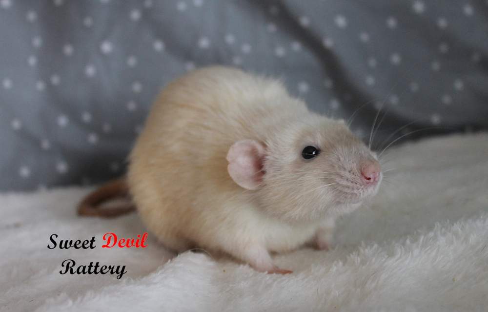 Fancy rat Breeder Rattus norvegicus 