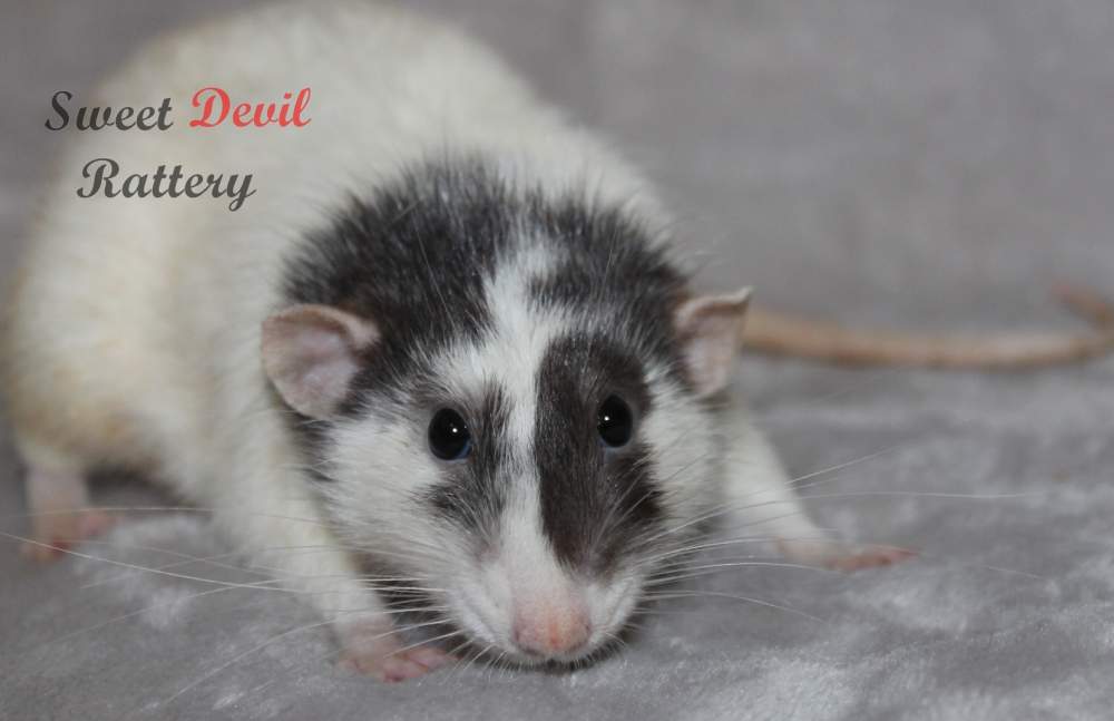 Fancy rat Breeder Rattus norvegicus 