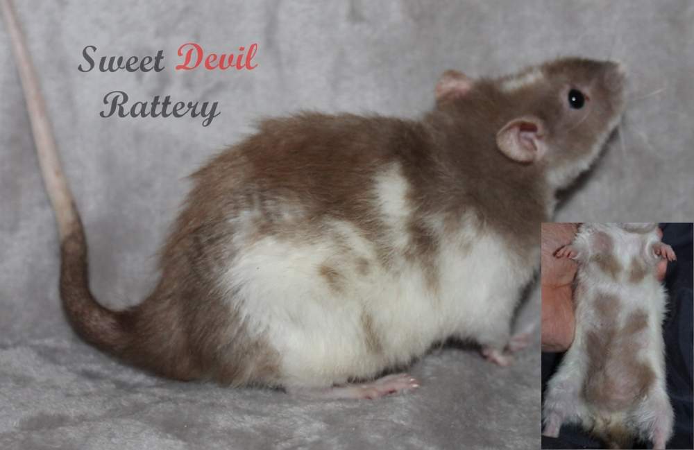 Fancy rat Retired SDR Chihiro #989