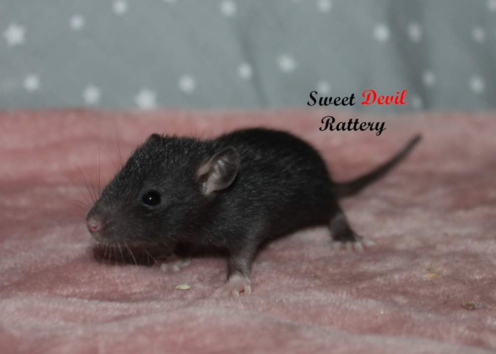 Fancy rat Breeder Rattus norvegicus 