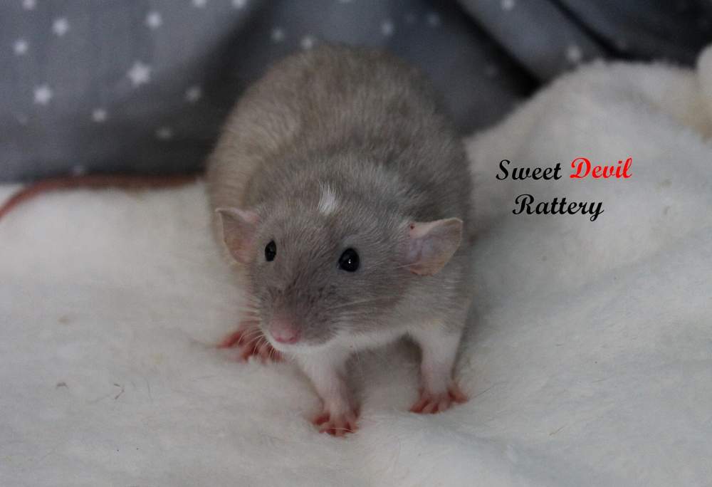 Fancy rat Breeder Rattus norvegicus 