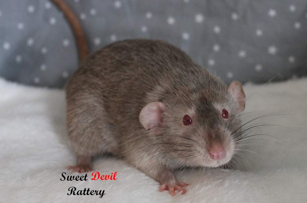 Fancy rat Breeder Rattus norvegicus 