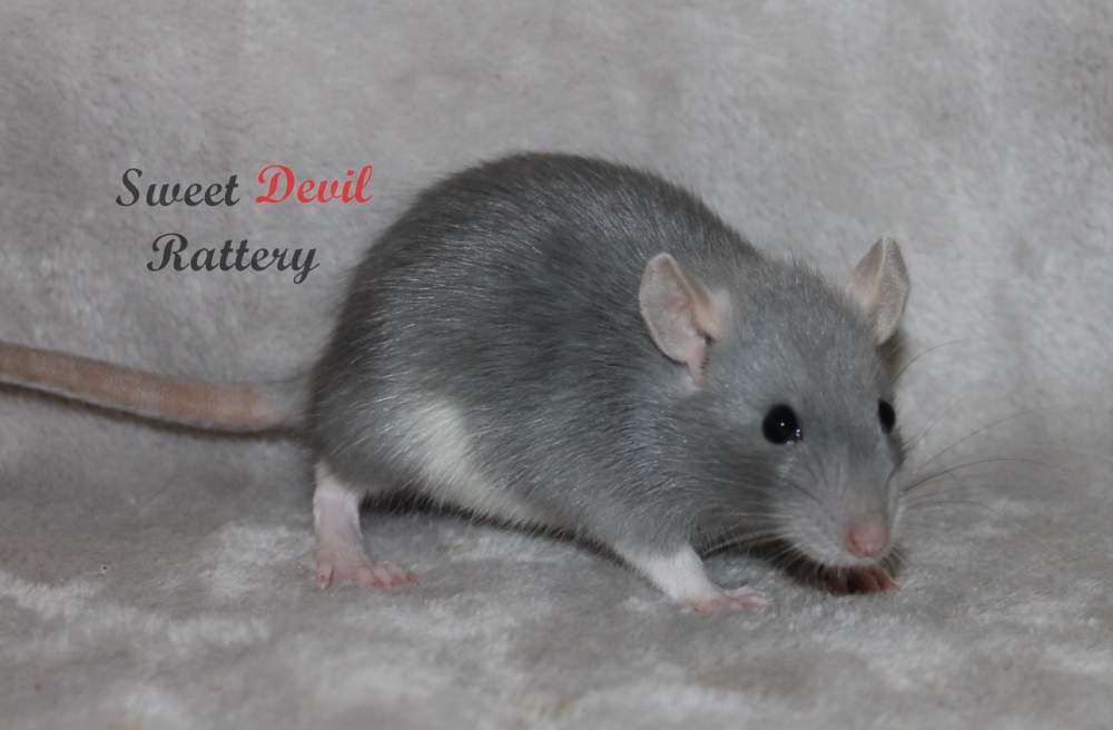 Fancy rat Pet only Rattus norvegicus 