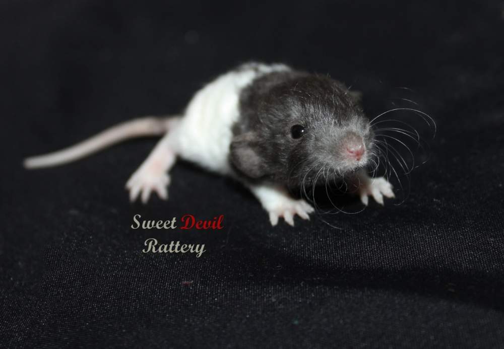 Fancy rat Breeder Rattus norvegicus 