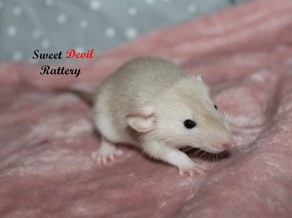 Fancy rat Owned by other Rattus norvegicus 