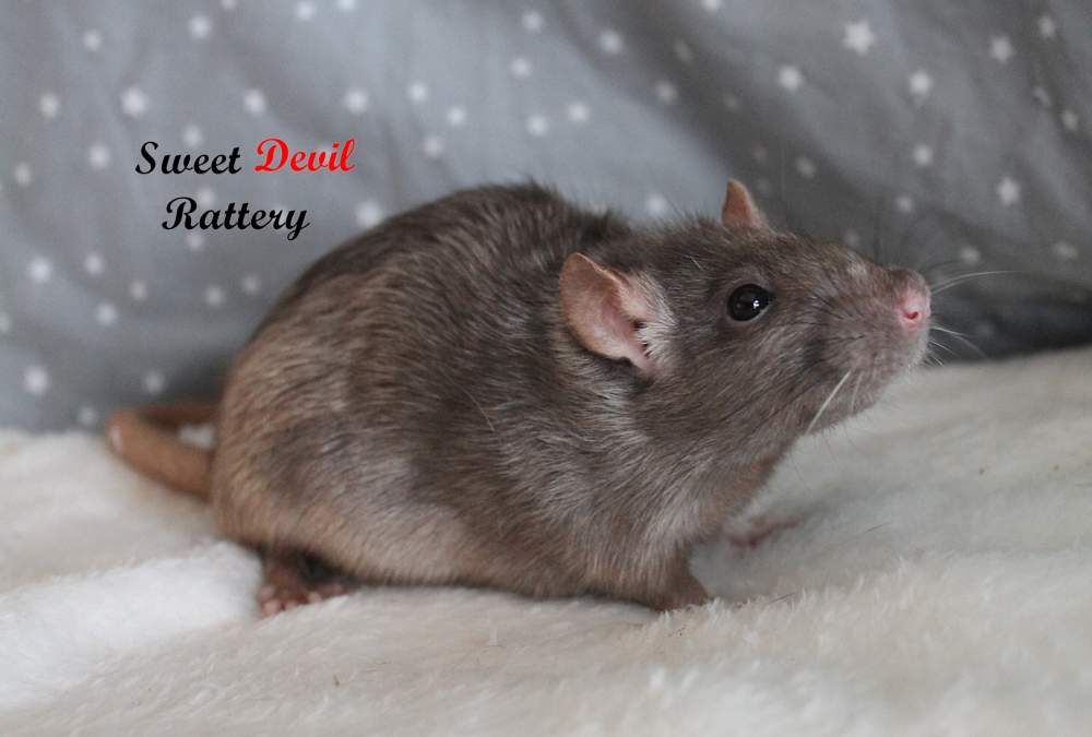 Fancy rat Breeder Rattus norvegicus 