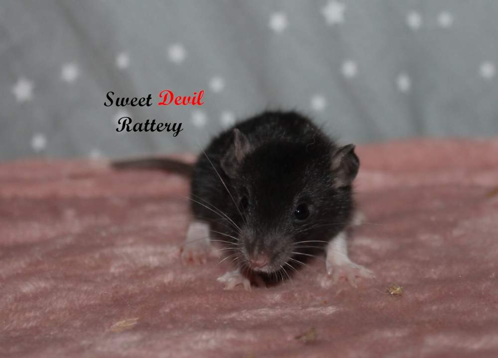 Fancy rat Rehomed Rattus norvegicus 