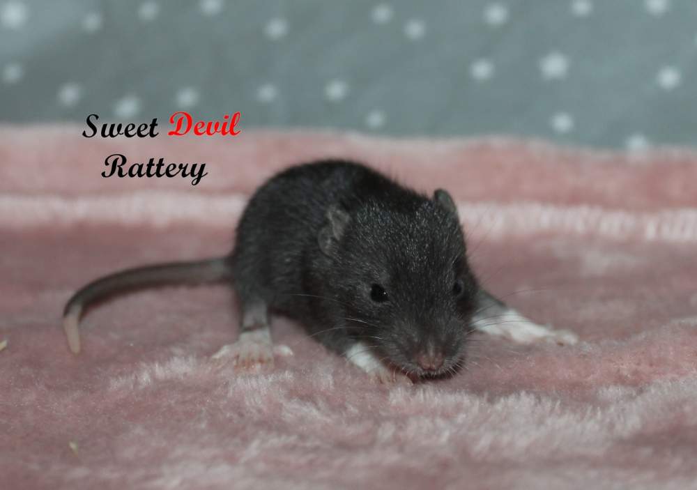 Fancy rat Rehomed Rattus norvegicus 