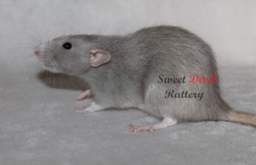 Fancy rat Breeder Rattus norvegicus 