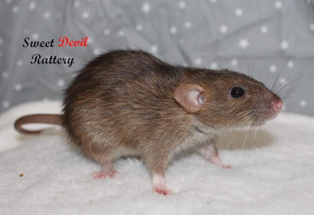 Fancy rat Breeder Rattus norvegicus 