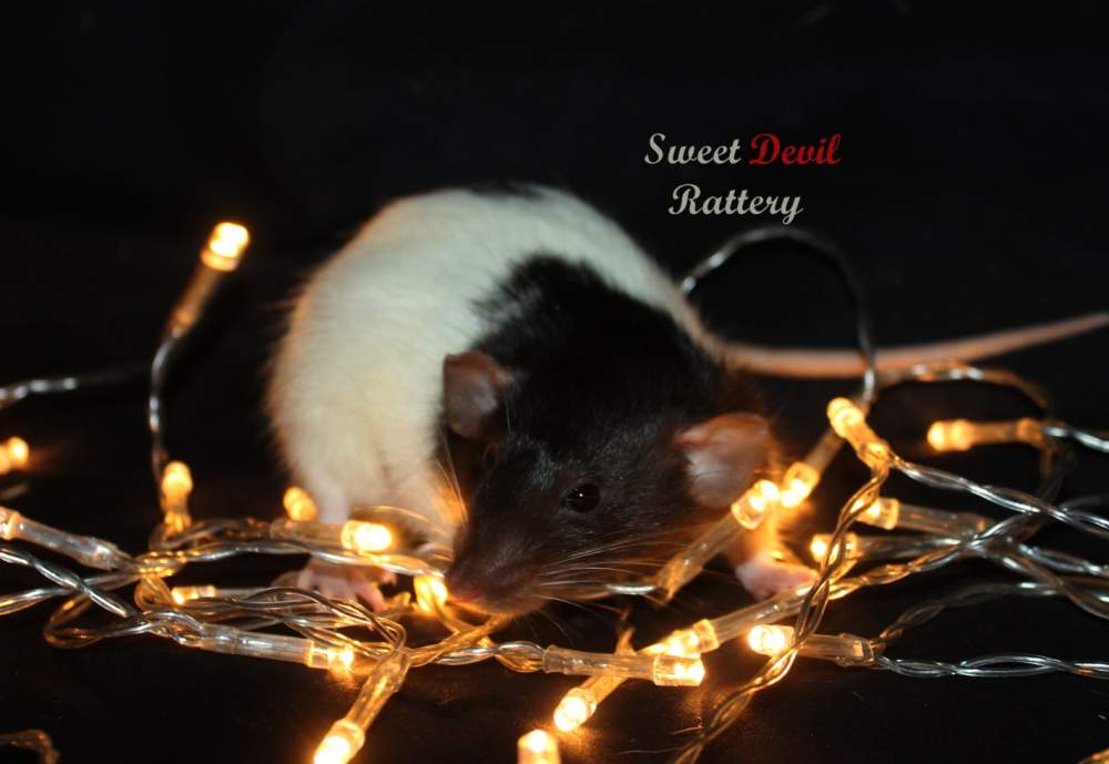Fancy rat Breeder Rattus norvegicus 