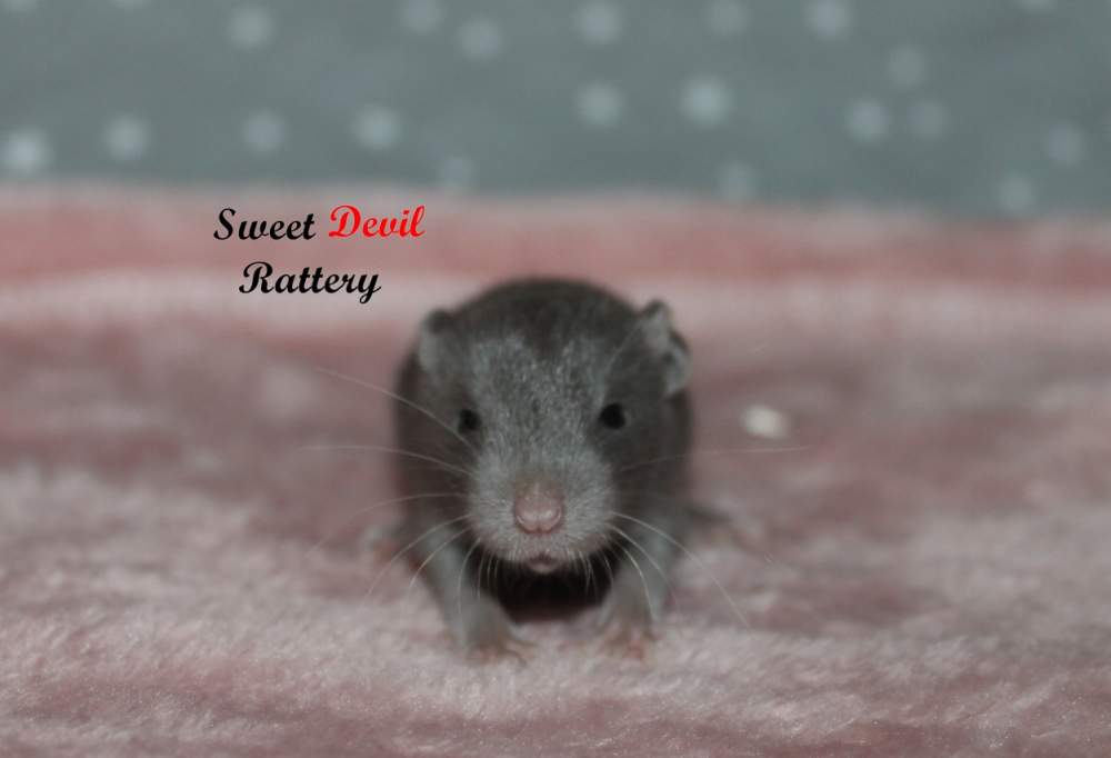 Fancy rat Available for rehoming Rattus norvegicus 