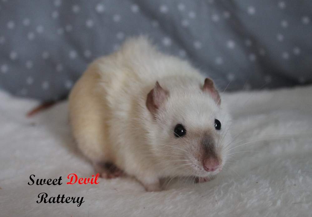 Fancy rat Breeder Rattus norvegicus 