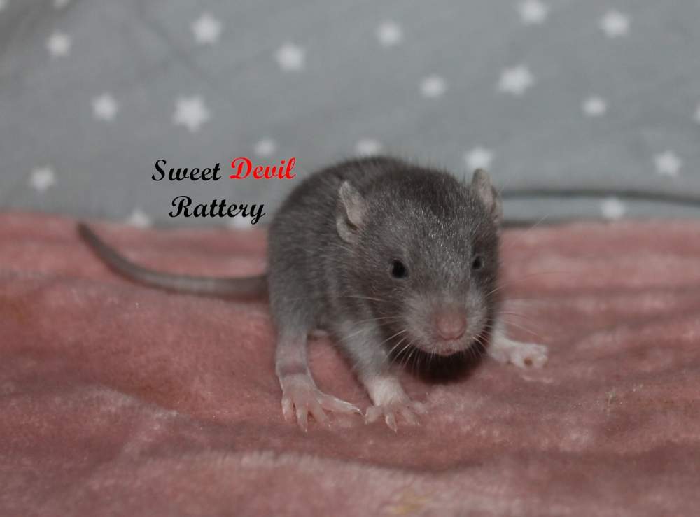 Fancy rat Rehomed Rattus norvegicus 